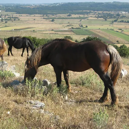 Alojamento de Turismo Rural Masseria Torricella Alberobello